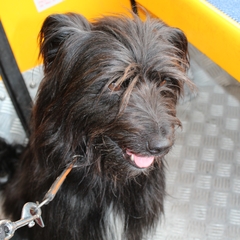 Hundetreffen 2014 im Allgäu (12)